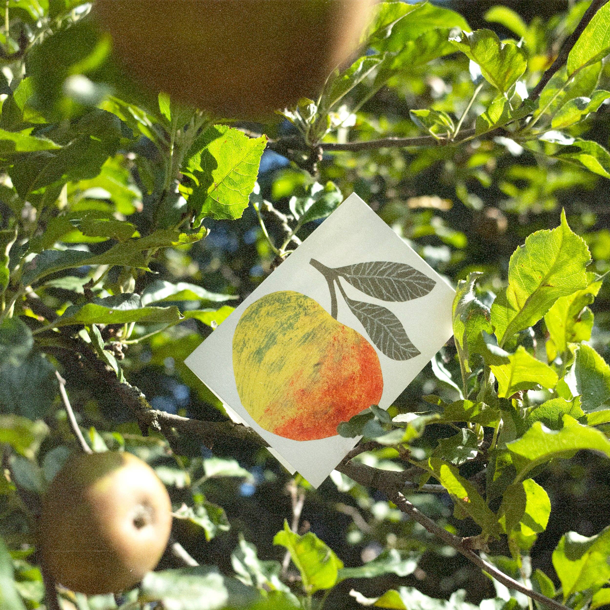 Little Apple