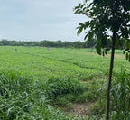 Jute Small Serving Basket in Indian Yellow/Natural, 24 cm