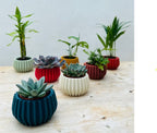 bulb shaped ribbed sustainable min plant pots in different colours