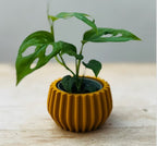 Mini Bulb Sustainable Plant Pot