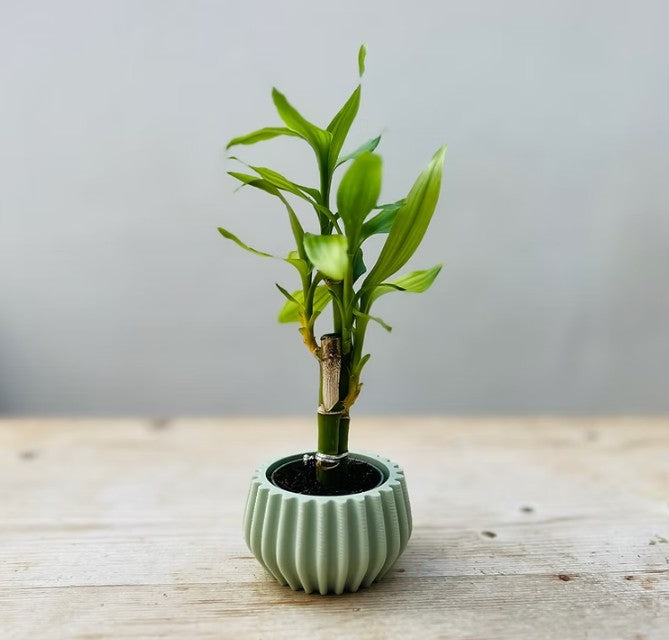 Mini Bulb Sustainable Plant Pot