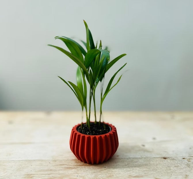 Mini Bulb Sustainable Plant Pot