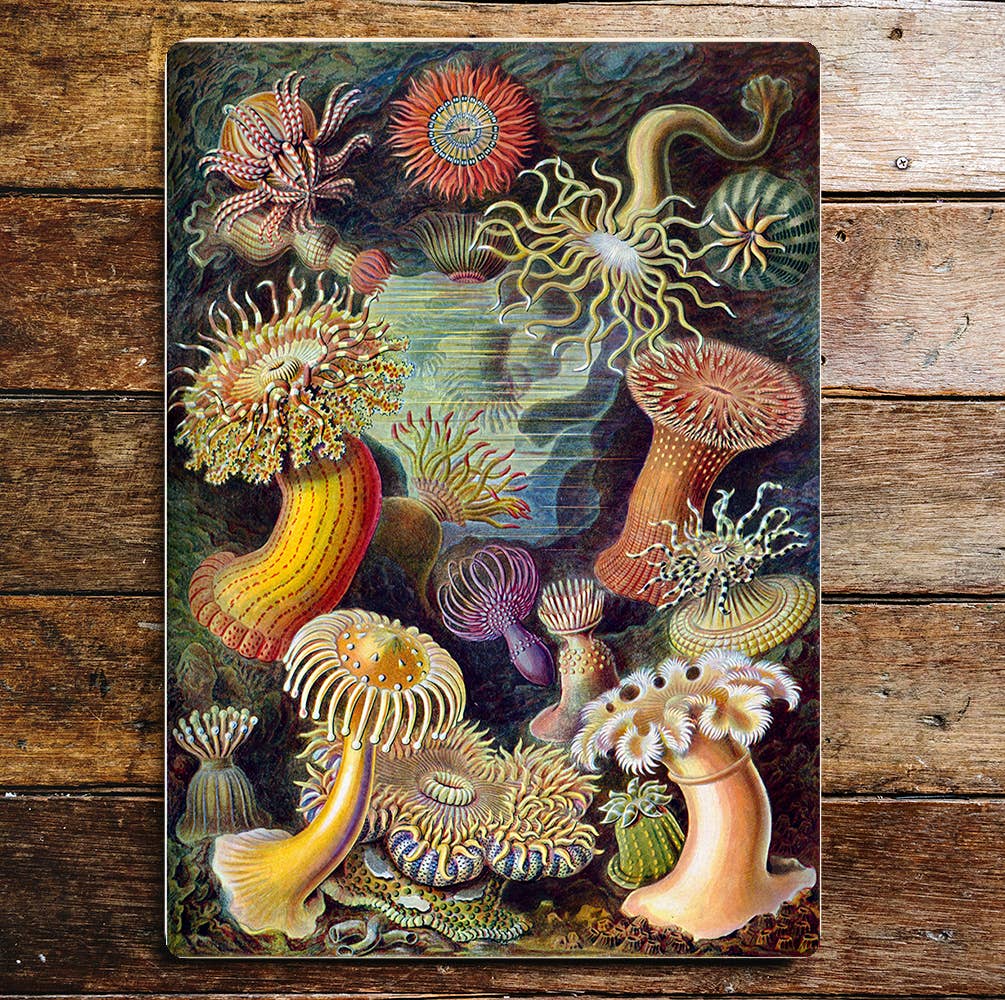 Coral Under The Sea Metal Sign Plaque: 8x10inch - All Good Things