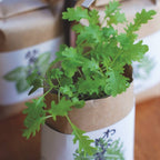 Cultivate & Eat Japanese Flavours Grow Kit - All Good Things