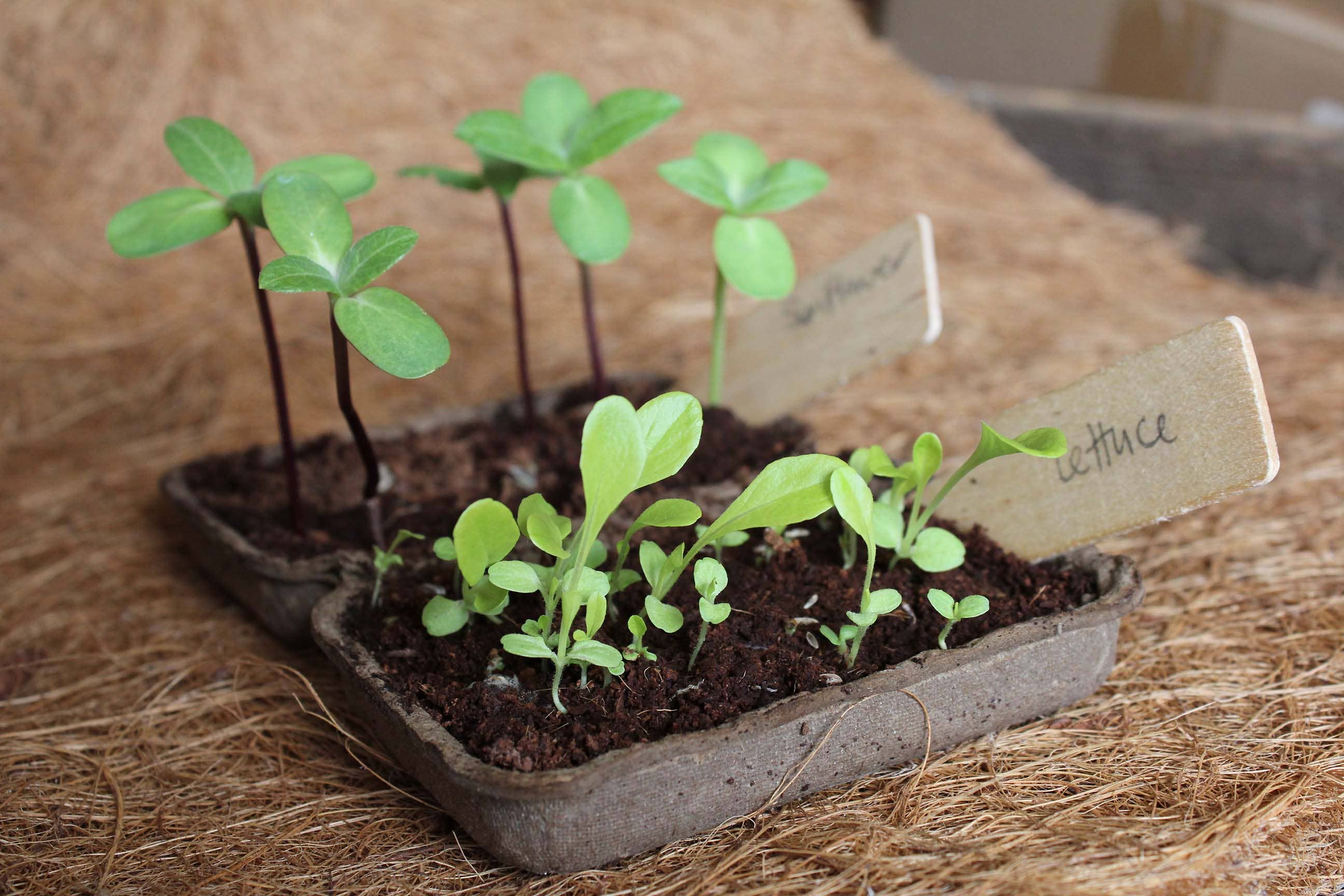 Seedlings in a reused egg carton with a label on a straw background
