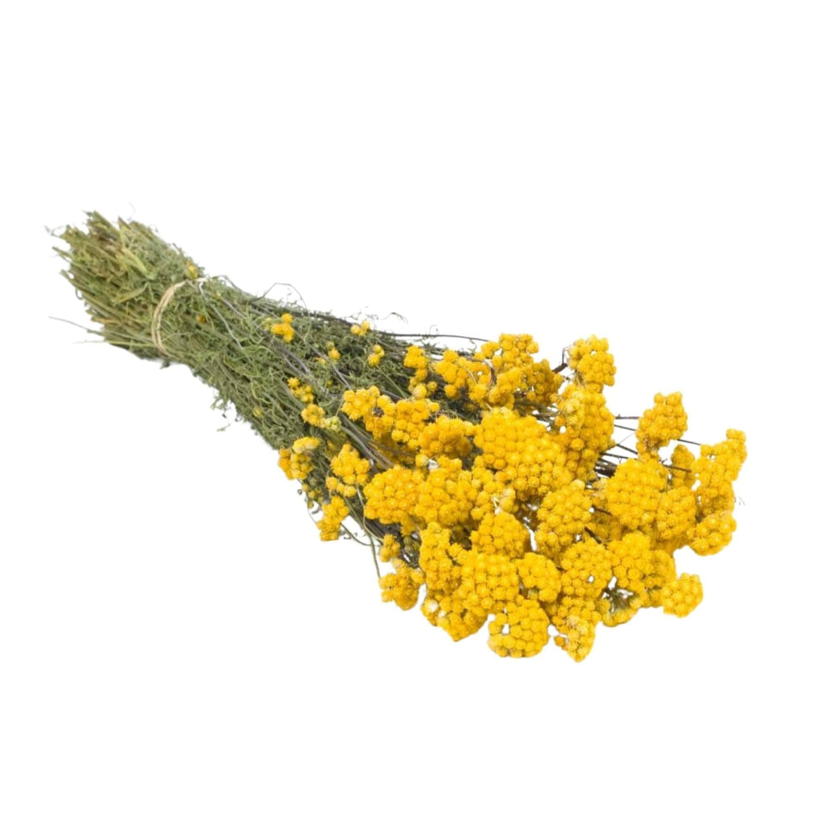 Dried Flowers - Lona: Natural Yellow - All Good Things