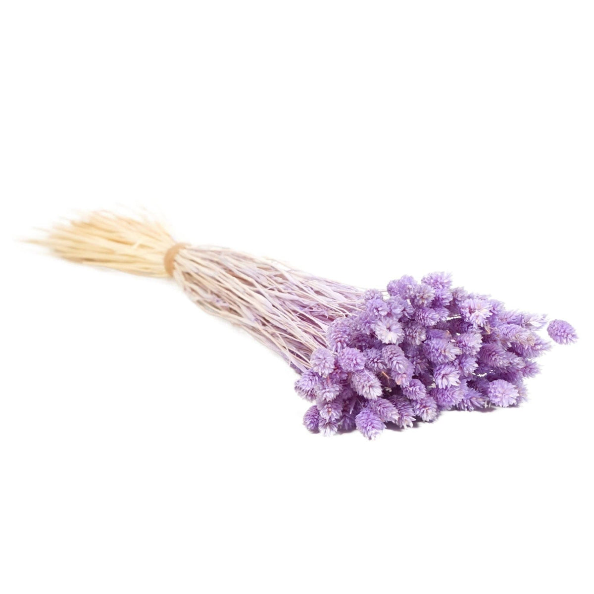 Dried Flowers - Phalaris Lilac - All Good Things