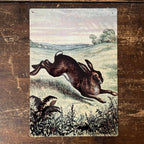 Hare Illustration Field - Metal Botanical Wall Sign: 8x10inch - All Good Things