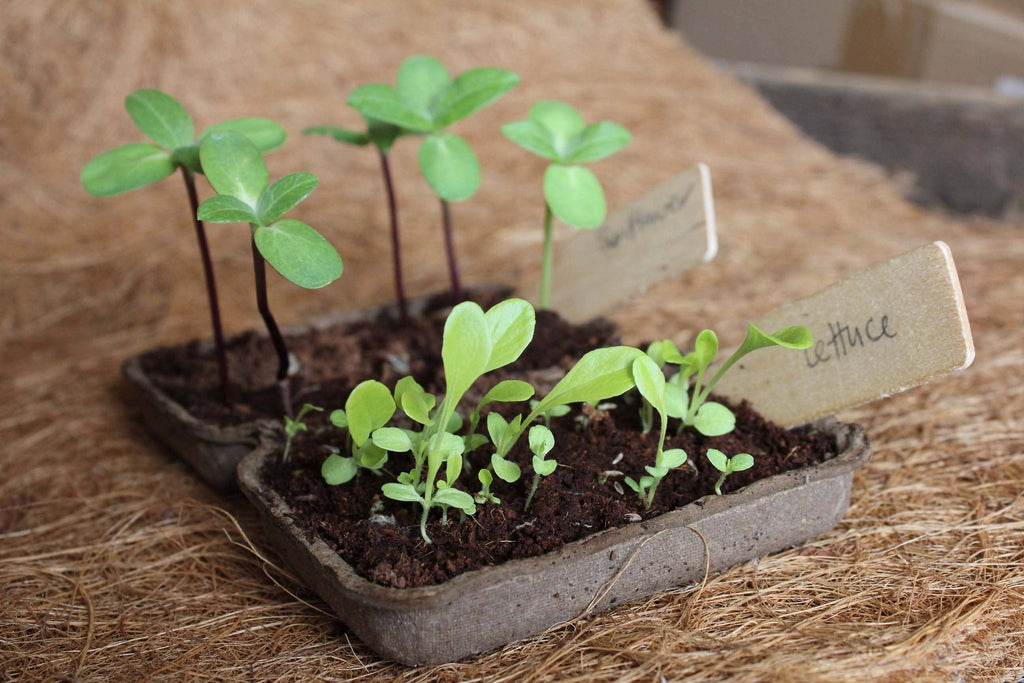Herb Garden Seed Kit - All Good Things