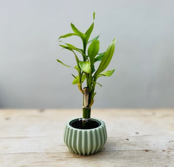 Mini Bulb Sustainable Plant Pot - All Good Things