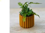 Mini Ribbed Sustainable Plant Pot
