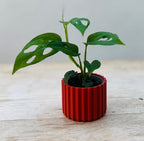 Mini Ribbed Sustainable Plant Pot