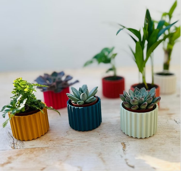 little sustainable plant pots in different colours