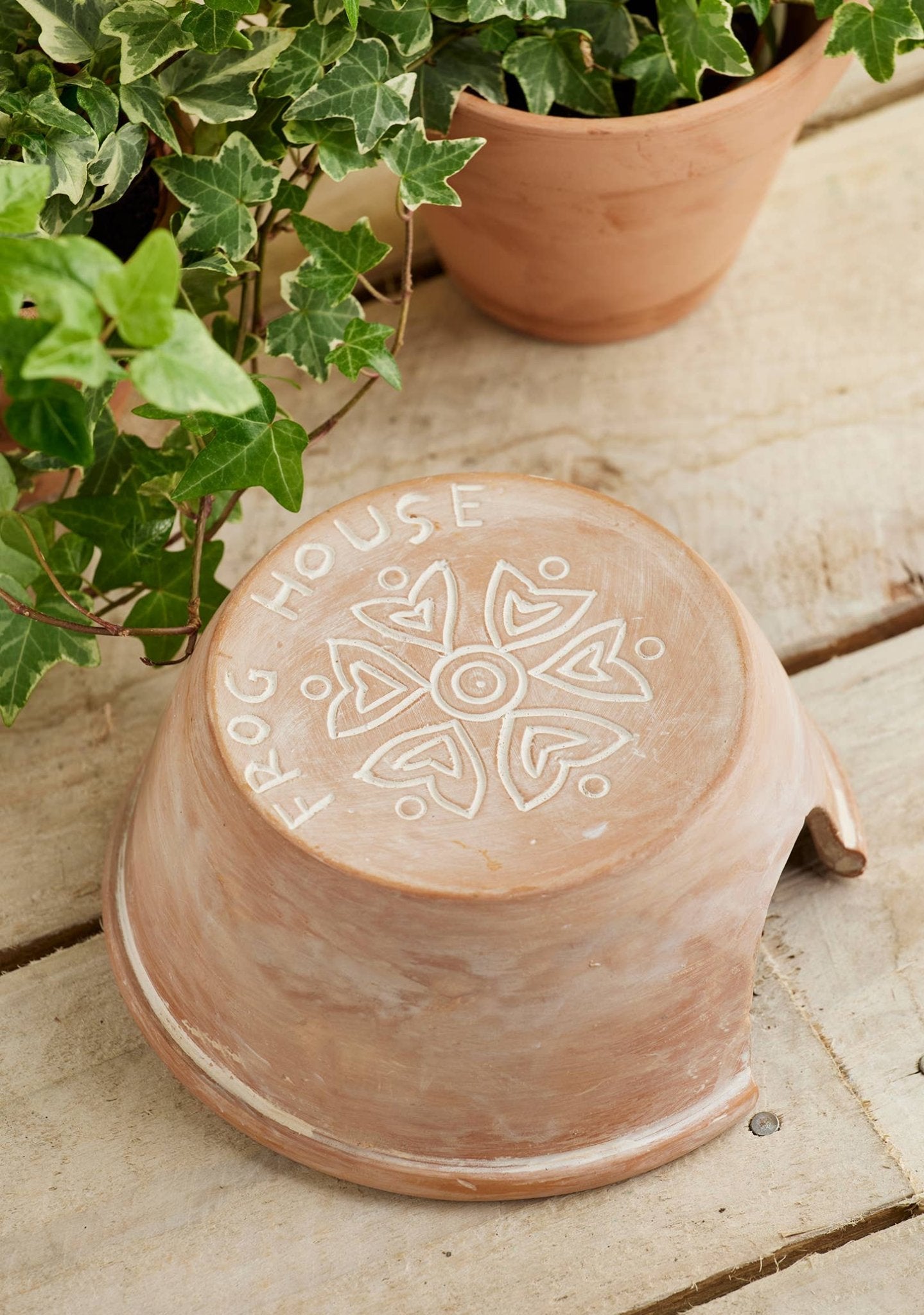 Terracotta Frog and Toad House | Natural Slug and Snail Pest Control - All Good Things